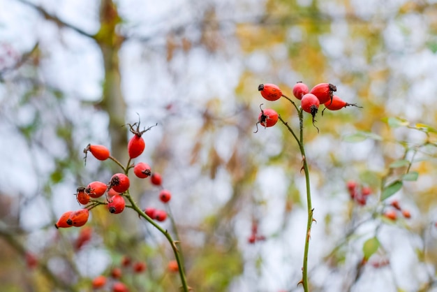 Красные зрелые ягоды бриар макрофото кустарник с зрелыми ягодами ягоды собаки на кустах плоды диких роз тернистые собаки красные розовые кустарники