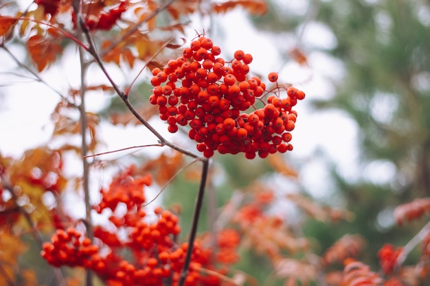 Фото Красная спелая гроздь рябины с зелеными листьями рябины крупным планом