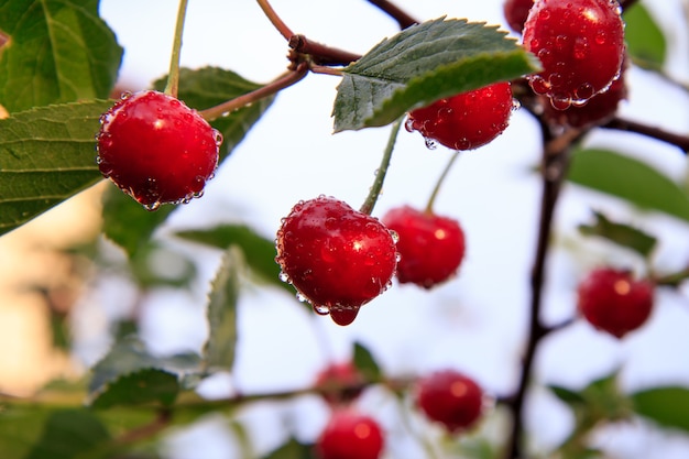 Red ripe cherries with drops of water on a tree in front of green leaves