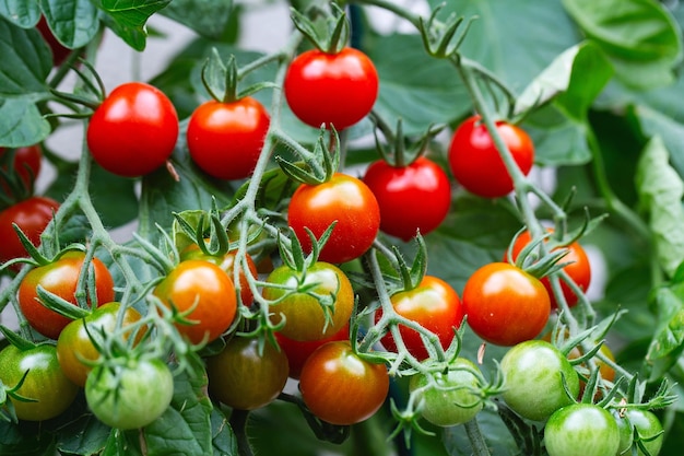 Foto pomodorini rossi maturi coltivati in serra i pomodori maturi sono sullo sfondo del fogliame verde appesi alla vite di un albero di pomodori in giardino cluster di pomodori giardinaggio domestico agricoltura biologica