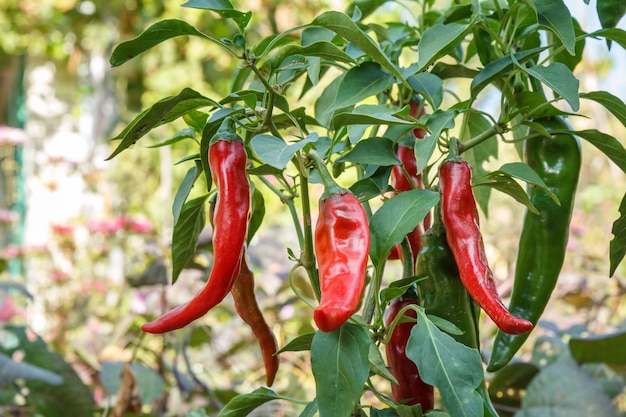 Peperoncini rossi maturi sul letto del giardino con sfondo naturale sfocato