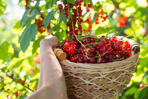 Red ripe currants in a wooden basket