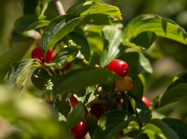 Red ripe dogwood berries Cornus mas on a branch on a Sunny day in Greece