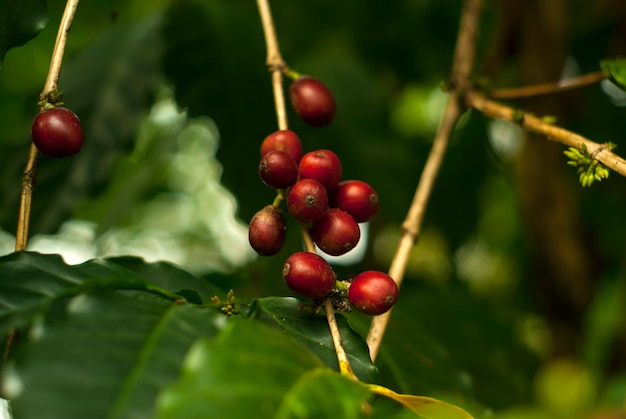 Red ripe fruit coffee cherries on a coffee tree