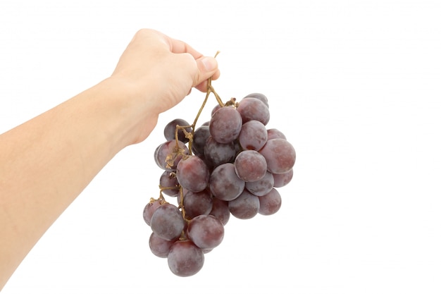 Red ripe grapes on hand. Isolated on a white background
