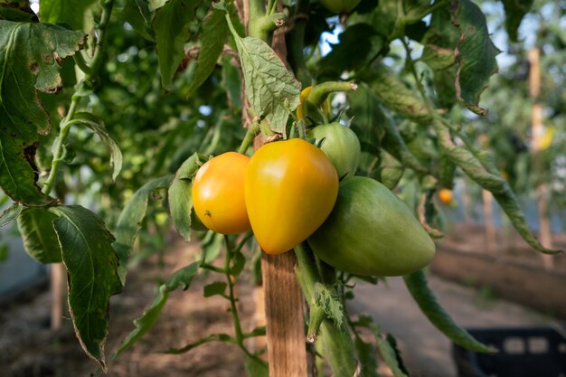 Red ripe and green large tomatoes on a bush in a greenhouse