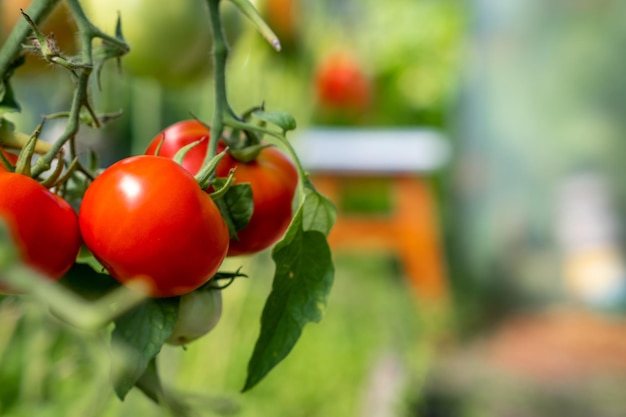 Photo red ripe and green large tomatoes on a bush in a greenhouse