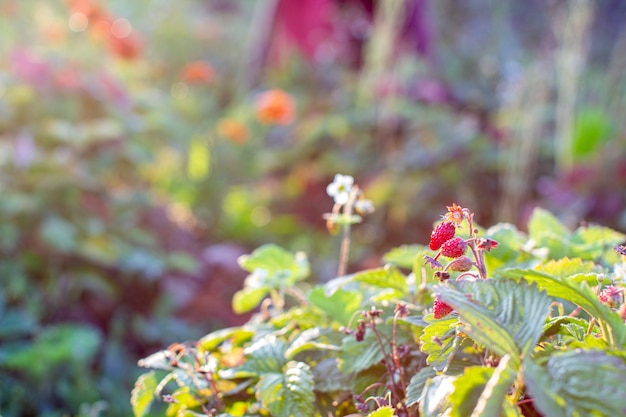 庭の赤く、熟した、ジューシーなイチゴ。ベリーの花。