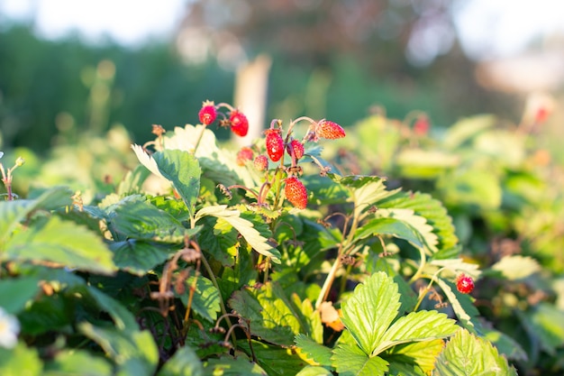 Red, ripe, juicy strawberries in the garden. The berry is ripe.