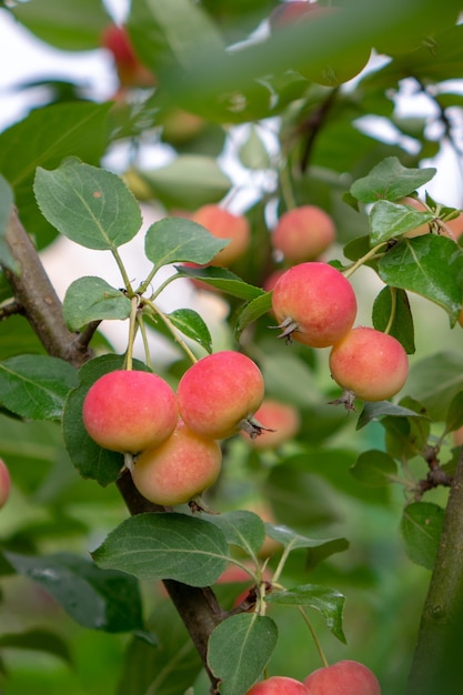 Красные спелые органические райские яблоки на дереве в саду. Здоровая витаминная еда
