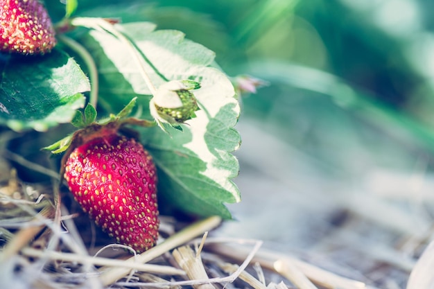 Red ripe organic strawberries on an agriculture field