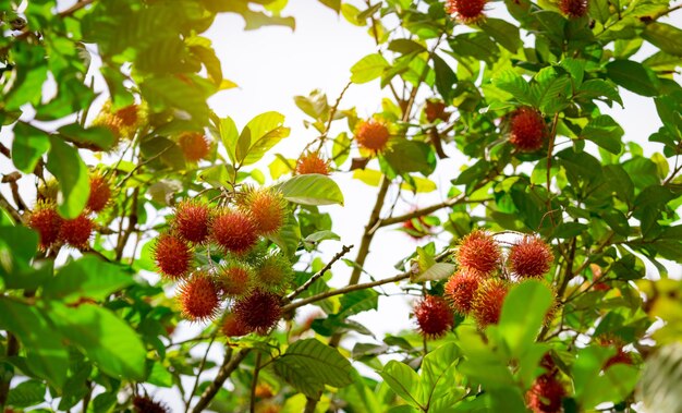 Red ripe rambutan hanging on tree in garden Rambutan orchard in Thailand Tropical tree with green leaves and fruit Exotic tropical fruit Fresh ripe rambutan Plant cultivation Agriculture farm