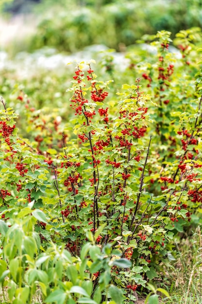 茂みに赤い熟したラズベリー 健康で自然なジューシーな果物