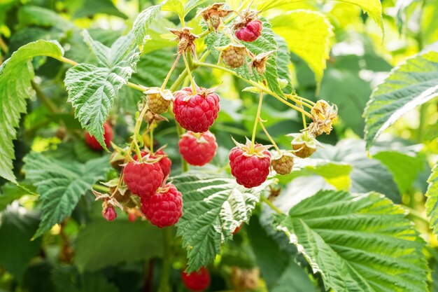 Red ripe raspberries in the garden on the bush Growing raspberries Raspberry harvest