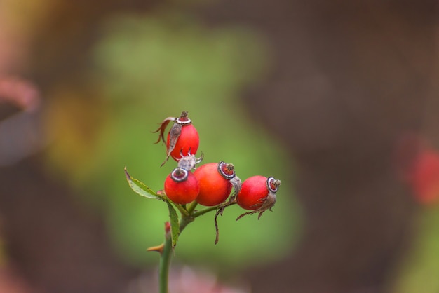 Photo red ripe rosehip in the bushes