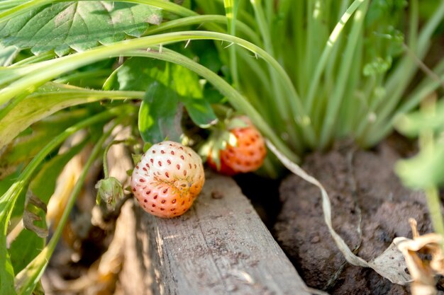 Fragole rosse mature sulla pianta di fragola