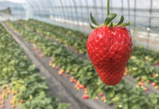 Red ripe strawberry from japnese organic agriculture farmland.