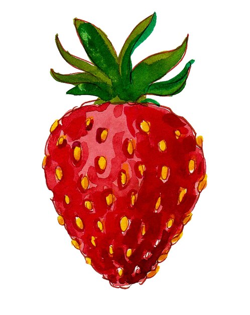 Red ripe strawberry on white background. Watercolor painting