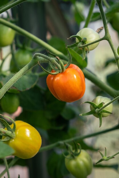 Red ripe tomato on a bush in a greenhouse