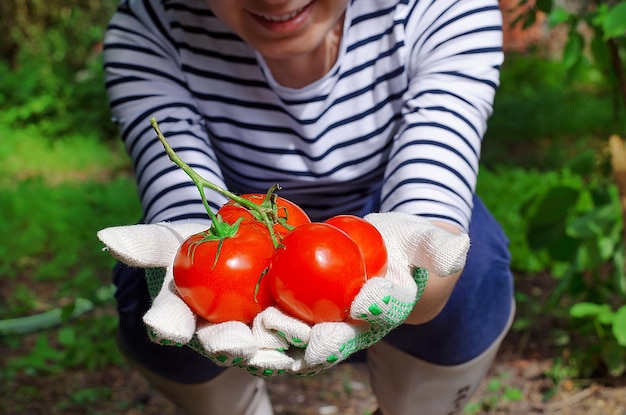 정원사 여름 거주자의 손에 있는 나뭇가지에 붉은 익은 토마토