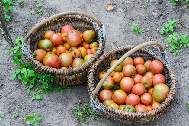 Красные спелые помидоры в двух плетеных корзинах