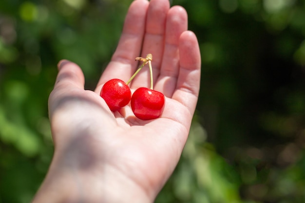 Red ripe two cherries in the palm of a womanHarvesting berries on a summer day