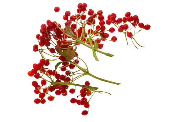 흰색 배경에 고립 된 붉은 익은 가막살 나무속 열매