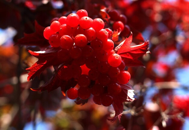 Red ripe viburnum berry in autumn against the background of blue sky