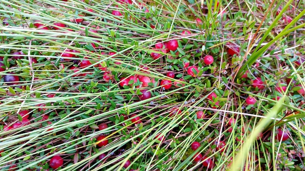 Red ripe wild cranberry on green swamp moss during autumn