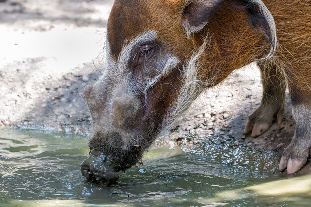 Красный речной кабан (Potamochoerus porcus) пьет из водоема