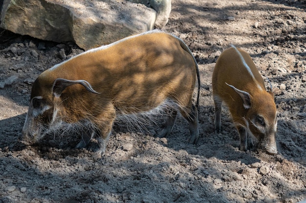 Red River Hog Potamochoerus porcus 음식을 찾고 있습니다.