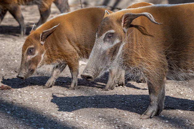 Red River Hog Potamochoerus porcus op zoek naar voedsel