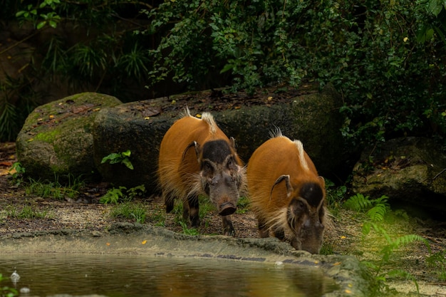 Red river hogs are omnivores and in the wild eat a variety of foods including grass berries insects and carrion