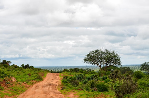 Red road in the savannah in the Tsavo East Kenya Africa