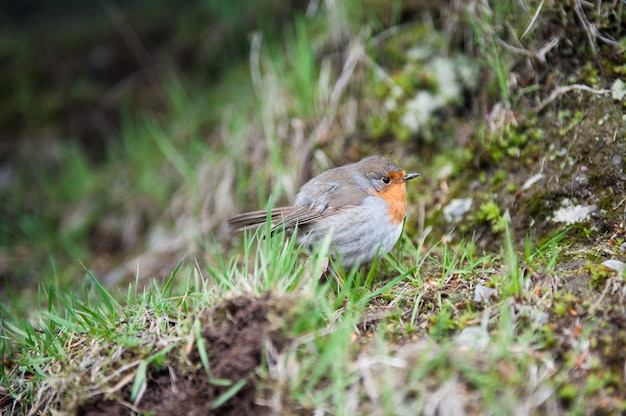 Uccello red robin vicino in una foresta