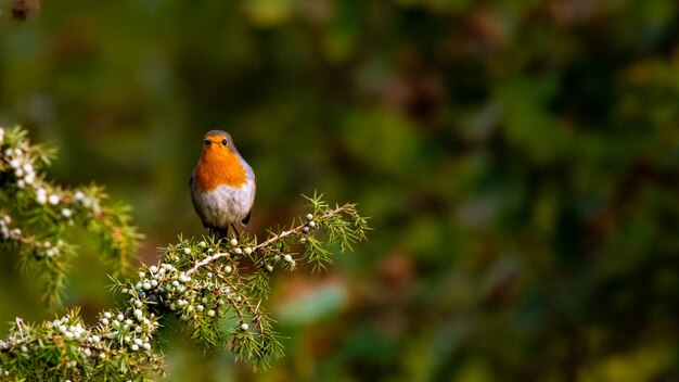 Red Robin