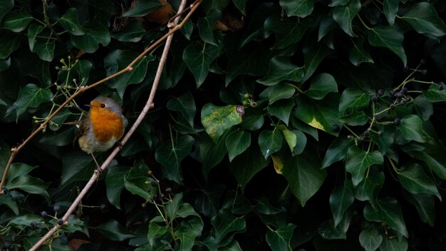 Photo red robin