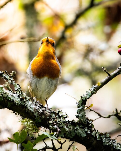 Photo red robin