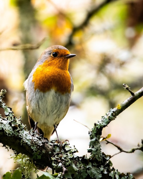 Photo red robin