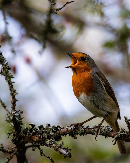 Photo red robin