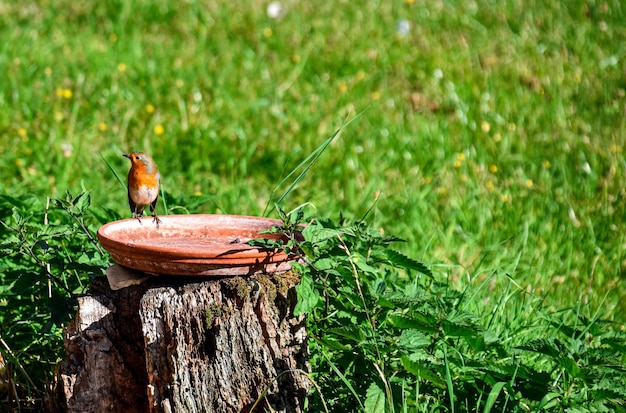 Red robin