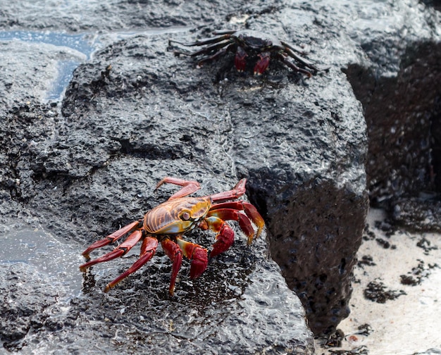 Red Rock crab or Sally Lightfoot