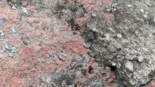 A red rock with a lichen on it