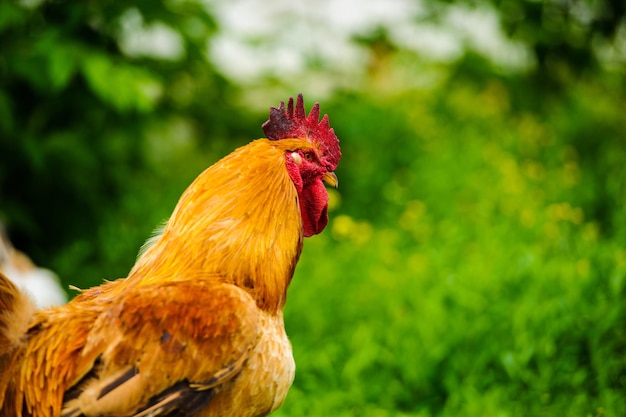 Red Rooster Cock rustic rural picture in sunny day