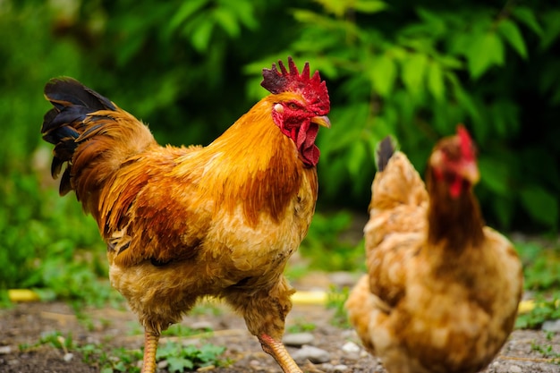 Red Rooster Cock rustieke landelijke foto in zonnige dag