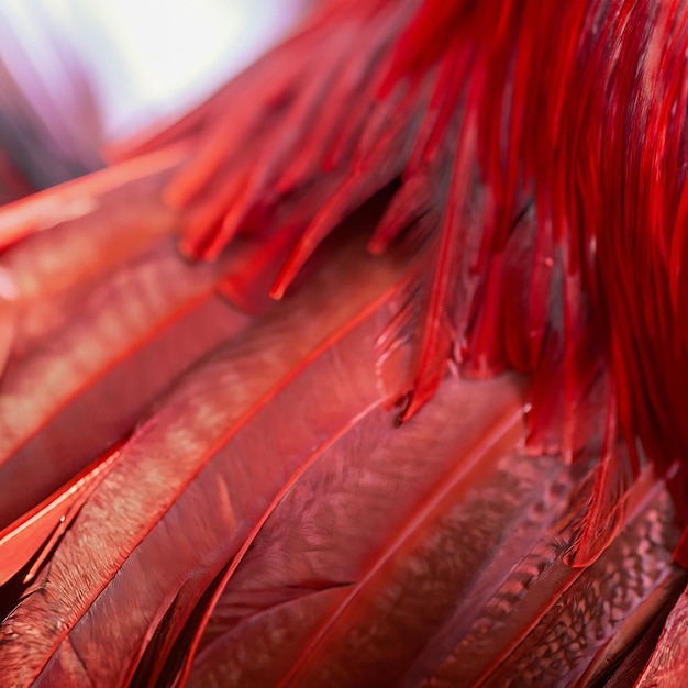 Photo red rooster feathers