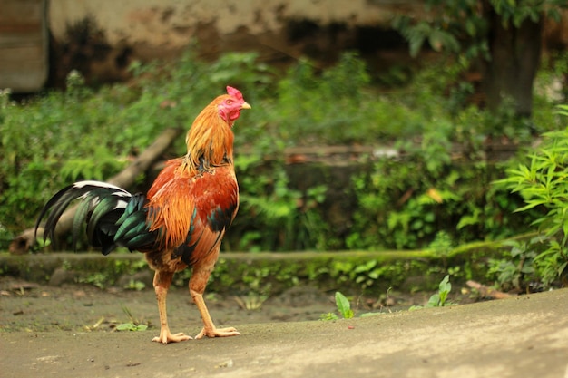 Gallo rosso in piedi in giardino