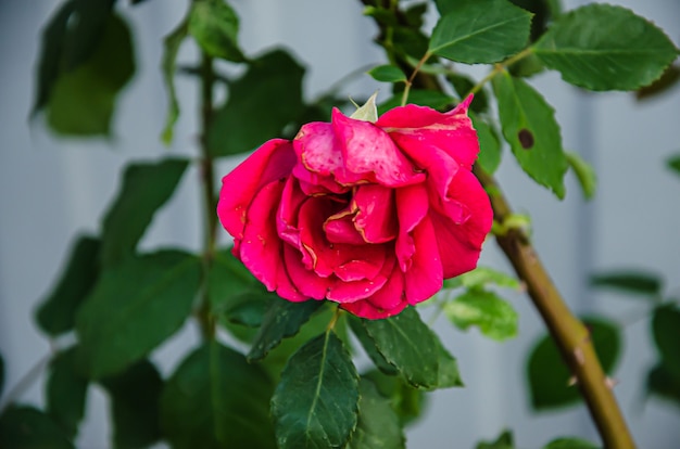 Foto rosa rossa come naturale e vacanze