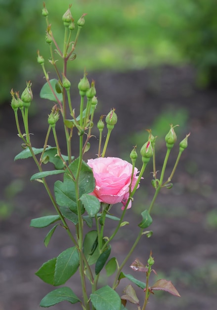 Foto rosa rossa come naturale