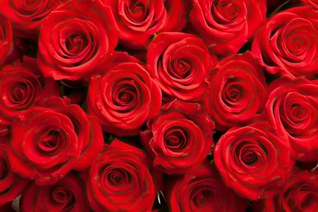 Red rose background for valentine's day